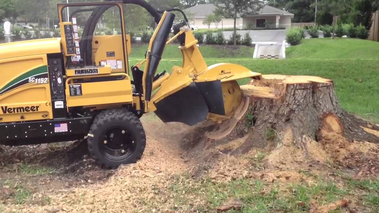 Professional Tree &amp; Stump Removal Charlotte NCAbsolute Tree Experts